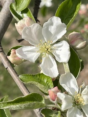 Malus domestica