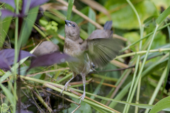 Lonchura punctulata nisoria