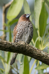 Lonchura punctulata nisoria