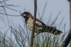 Lonchura leucogastroides