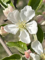 Malus domestica