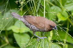 Lonchura punctulata nisoria