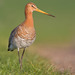 Black-tailed Godwit - Photo (c) Paul Cools, some rights reserved (CC BY-NC), uploaded by Paul Cools