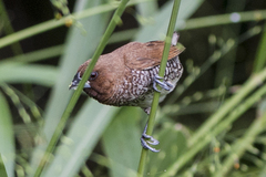 Lonchura punctulata nisoria