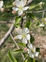 Malus domestica