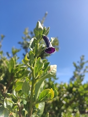 Dunalia brachyacantha