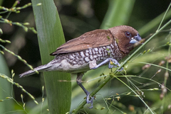 Lonchura punctulata nisoria