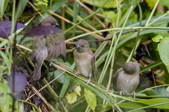 Lonchura punctulata nisoria