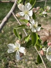 Malus domestica