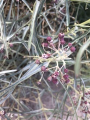 Asclepias brachystephana