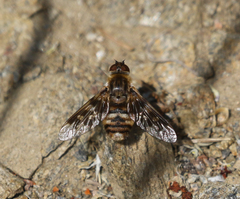 Thyridanthrax nugator