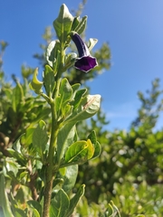 Dunalia brachyacantha