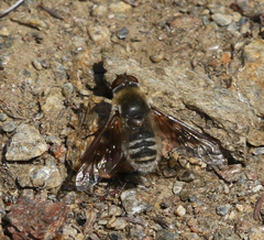 Thyridanthrax andrewsi