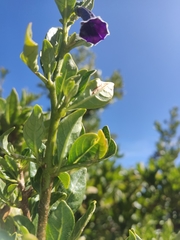 Dunalia brachyacantha