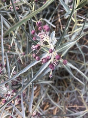 Asclepias brachystephana