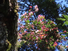 Vaccinium emarginatum