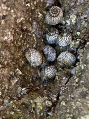 Echinolittorina aspera