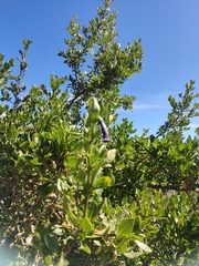 Dunalia brachyacantha