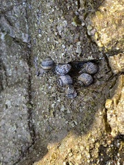 Echinolittorina aspera