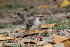Mimus gilvus antillarum