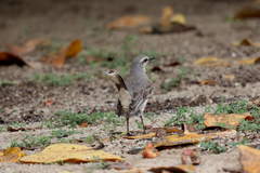 Mimus gilvus antillarum