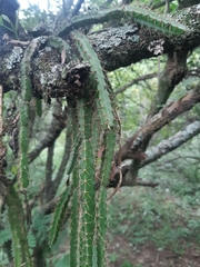 Pfeiffera ianthothele