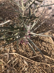 Asclepias brachystephana