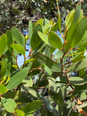 Eucalyptus conferruminata
