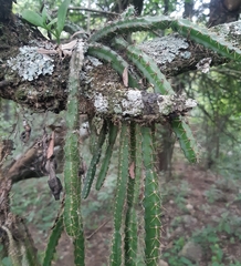 Pfeiffera ianthothele