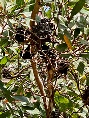 Eucalyptus conferruminata