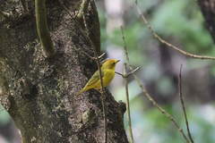 Setophaga petechia melanoptera