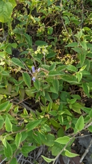 Jacquemontia pentanthos