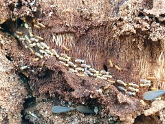 Nasutitermes exitiosus