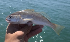 Genyonemus lineatus