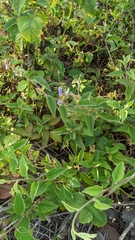 Jacquemontia pentanthos