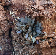 Nasutitermes exitiosus