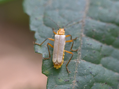 Chauliognathus pallidus