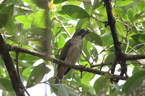 Lesser Antillean Saltator (Saltator albicollis), photo 10