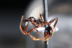 Aphaenogaster picea