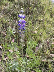 Lupinus pubescens
