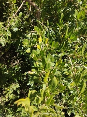 Dunalia brachyacantha