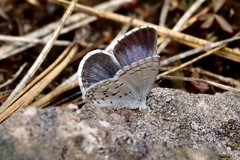 Celastrina asheri