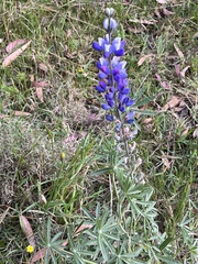 Lupinus pubescens