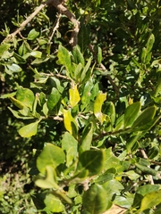 Dunalia brachyacantha