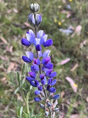 Lupinus pubescens