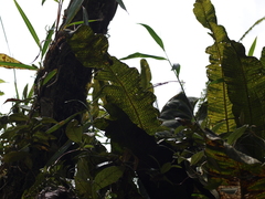 Niphidium crassifolium