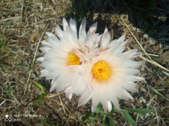 Coryphantha ottonis