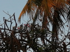 Sporophila morelleti