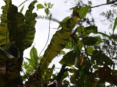 Niphidium crassifolium