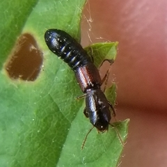 Osoriinae